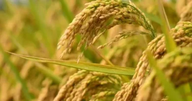 Telangana Rythu Bharosa Scheme new farmers benefit