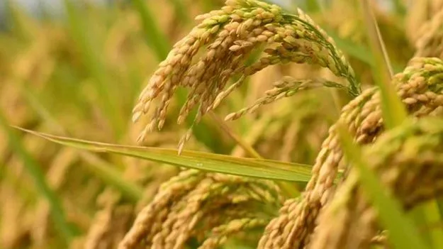 Telangana Rythu Bharosa Scheme new farmers benefit