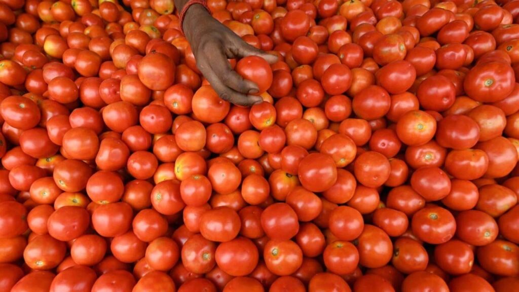 Tomato prices fall, chilli prices rise in Anantapur market yard