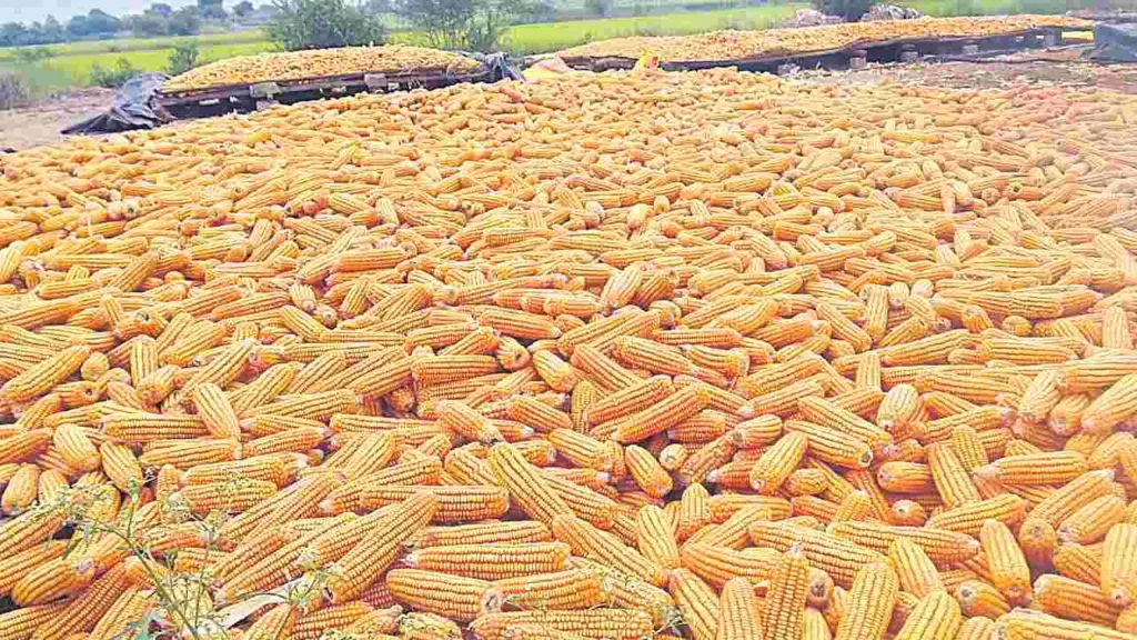 Telangana maize farmers waiting at Warangal market yard for MSP sale