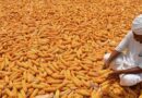 Telangana maize farmers waiting at Warangal market yard for MSP sale