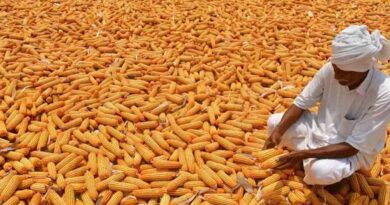Telangana maize farmers waiting at Warangal market yard for MSP sale