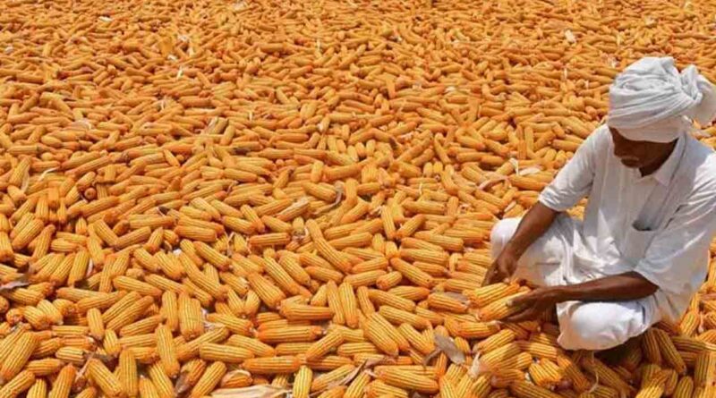 Telangana maize farmers waiting at Warangal market yard for MSP sale