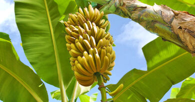 A smart banana packaging concept from South Korea featuring seven bananas at different ripeness stages, allowing consumers to enjoy one fresh banana each day while reducing food waste.