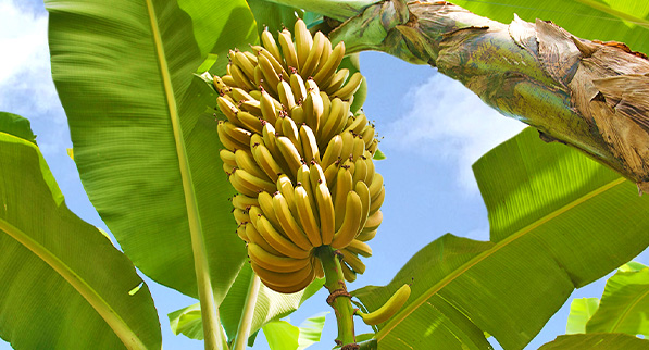A smart banana packaging concept from South Korea featuring seven bananas at different ripeness stages, allowing consumers to enjoy one fresh banana each day while reducing food waste.