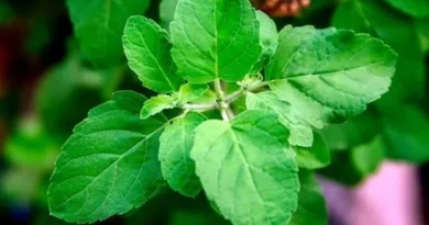 Tulsi leaves health benefits and morning consumption