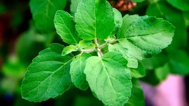 Tulsi leaves health benefits and morning consumption