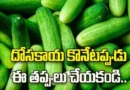 How to choose fresh cucumber and avoid bitter ones
