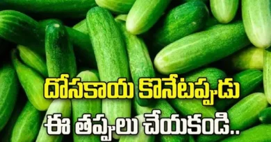 How to choose fresh cucumber and avoid bitter ones