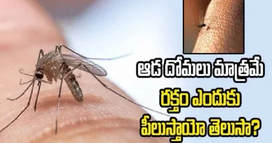 Why Female Mosquitoes Bite Humans for Blood