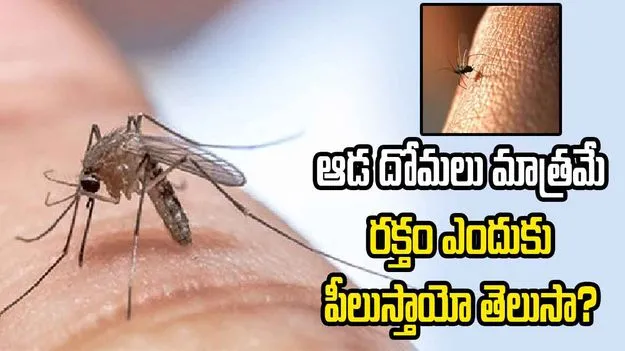 Why Female Mosquitoes Bite Humans for Blood