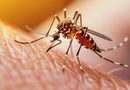 Khairatabad mosquito problem troubles Hyderabad residents