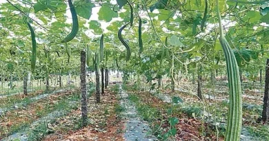 Bhimadevarapalli farmers earn profits through vegetable farming