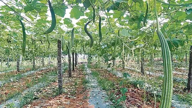 Bhimadevarapalli farmers earn profits through vegetable farming