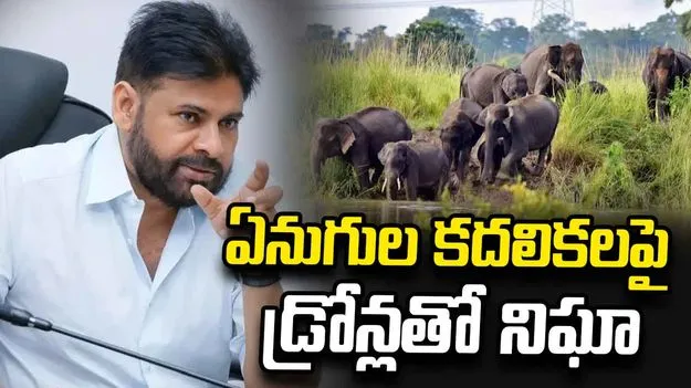 Pawan Kalyan orders alert over elephant movement in Chandragiri